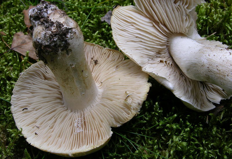 Tricholoma pardinum.
